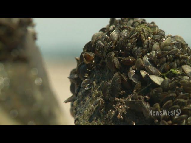 Zebra Mussels invade Midland's water system, contributing to pressure issues