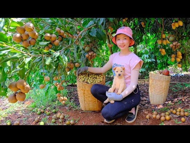 Harvesting Macadamia, Preparing Delicious Dishes From Macadamia, Chicken Stew | Thu's Country Life