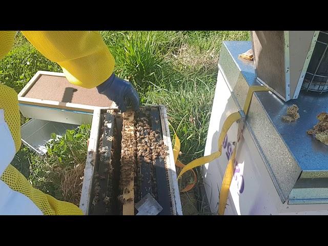 Spring with overwintered NUCs in New Zealand