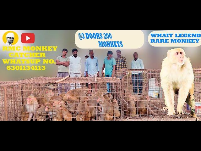 200 MONKEYS TRAPED 3 DOORS || RMC MONKEY CATCHER