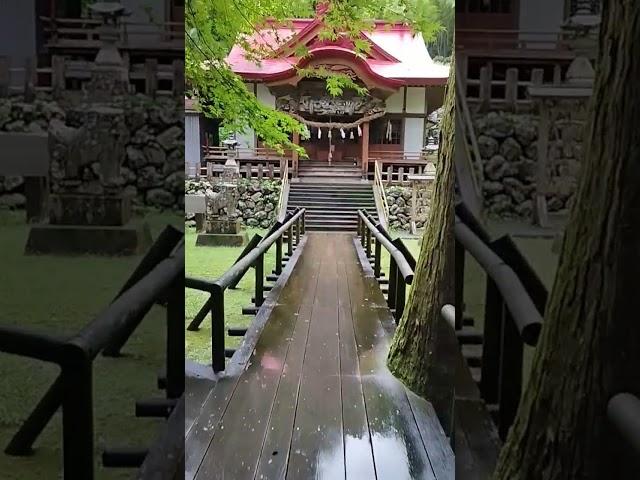 【気ままにひとり旅】樹齢3000年の日本一大きな杉が、圧巻です。 #ひとり旅 #日本一の大杉 #高知県