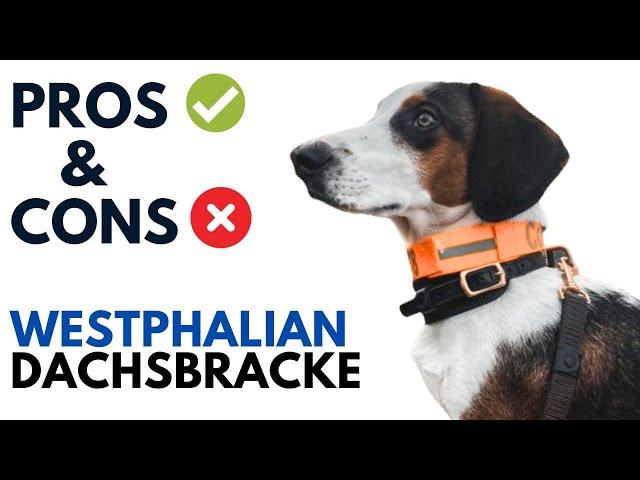 Westphalian Dachsbracke Pros and Cons | Westfälische Dachsbracke Dog Advantages and Disadvantages