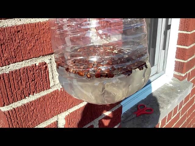 Simple DIY Junebug Catcher