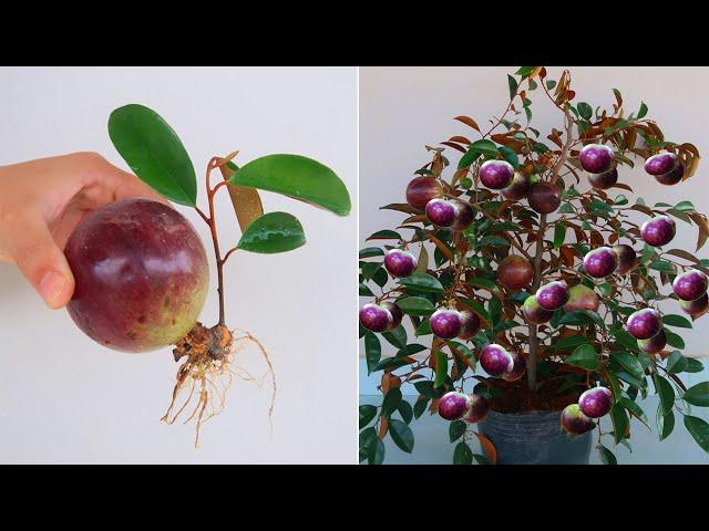 How to grow Star apple tree from Star apple fruit to produce large fruits