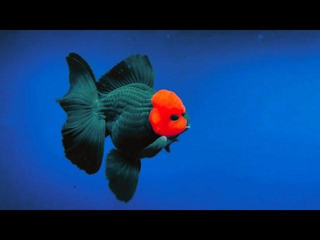 The Most Beautiful Goldfish In The World | Super Rare Goldfish Species