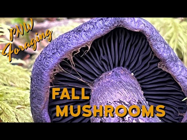 Pacific Northwest Mushroom Hunting - Foraging in the PNW (Golden Chanterelles, Violet Webcaps & More