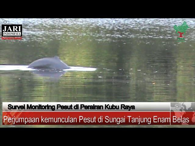 Video Penampakan Pesut di Perairan Batu Ampar, Kubu Raya