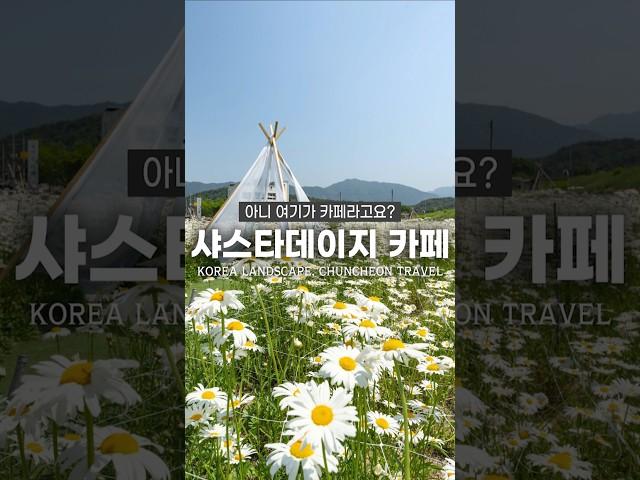 여기 카페 맞나요? 이번 5월에 가야 할 데이지 명소
