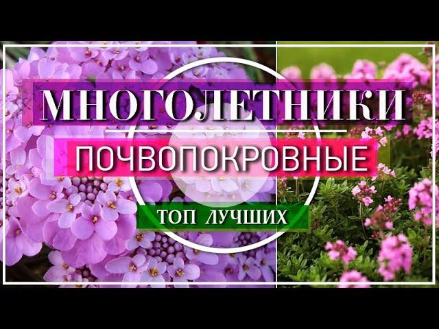 ТОП 10 ЛУЧШИХ ЦВЕТУЩИХ ПОЧВОПОКРОВНЫХ Многолетников -  И ПОЛОТЬ НЕ НАДО !