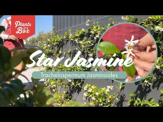 How to grow Star Jasmine | Trachelospermum Jasminoides | Our quick facts for beginners