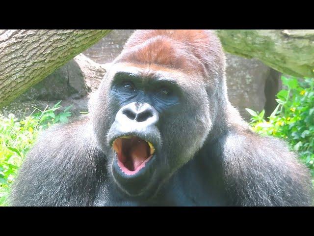 長相可愛老實的銀背迪亞哥Silverback D'jeeco is adorable#金剛猩猩 #gorilla #silverback