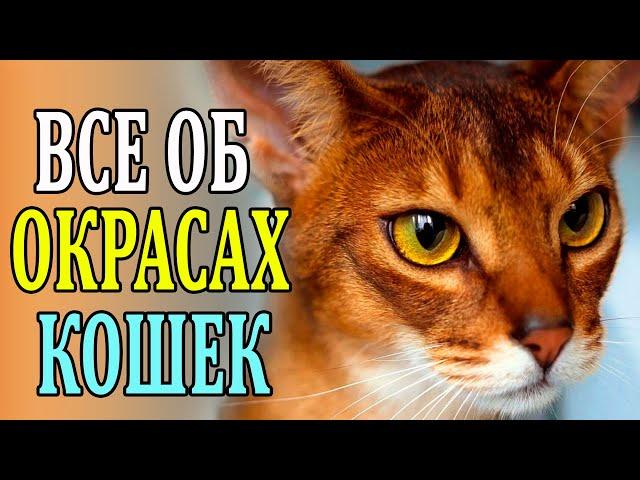 Окрасы кошек. А ты знаешь почему кошка полосатая?