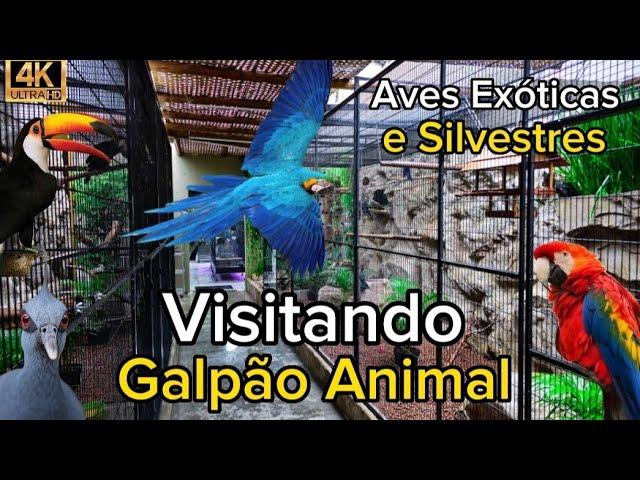Visitando Uma das MAIORES Lojas de AVES EXÓTICAS e SILVESTRES do BRASIL