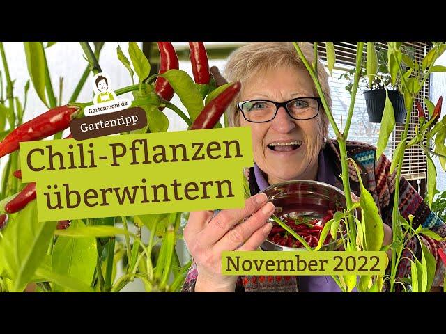 Chili- und Paprika-Pflanzen überwintern - 2 Methoden