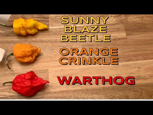 Warthog, Sunny Blaze Beetle, Orange Crinkle, by Warthog! K. Bane, M. Arthur!