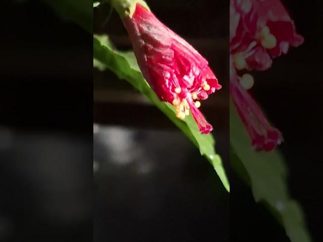 Hibiscus  flyers #nature #ytshorts #love #home #garden #plants #youtubeshorts #flowers #youtuber