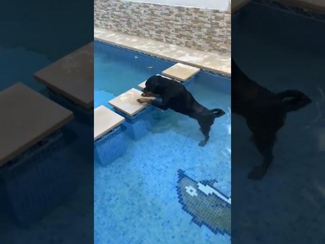 Rottweiler in The Pool ️️