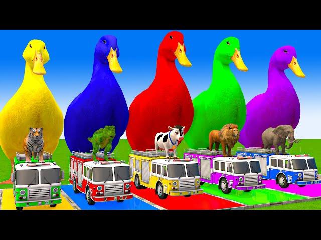 5 Giant Duck Cartoon,Cow,Elephant,Tiger,Lion,Gorilla, Paint Wild Animals Crossing Fountain Animation