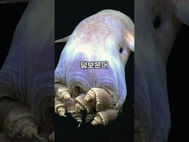 신기한 심해 생물들