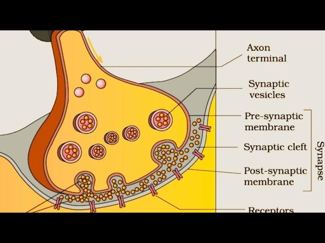 Synapse #Science #Control and Coordination #Biochemphy Institute