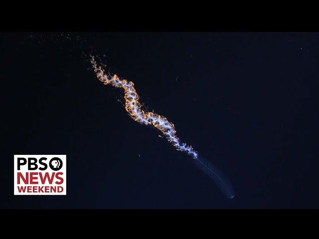 A glimpse at some of the 100 new deep sea species discovered off the coast of Chile