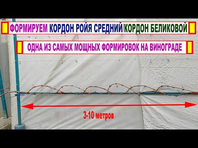 Мощные Формировки винограда! ГОРИЗОНТАЛЬНЫЙ КОРДОН РОЙЯ средний/КОРДОН БЕЛИКОВОЙ. Обрезка 3 год.