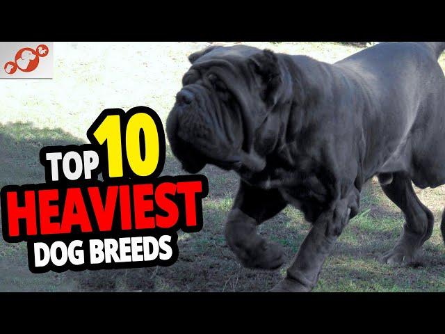  Heaviest Dogs - TOP 10 Heaviest Dog Breeds In The World!