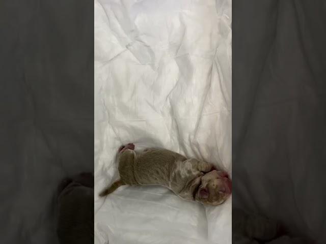 #амбулли #американскийбулли #ambully #puppies #домодедово #медветдомодедово