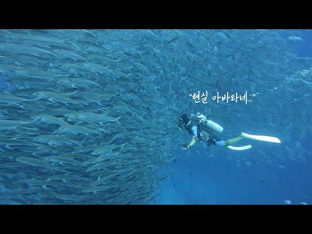 Avatar's Reality Version | Swimming with Thousands of Fish | Philippines Bohol Diving Tour