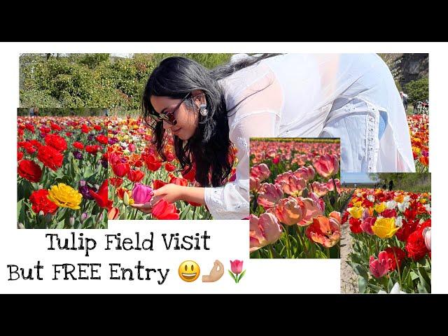 Tulip Fields in Netherlands |Free Entry|Flower Gardens| Bengali Vlogs  @Thedesitripper