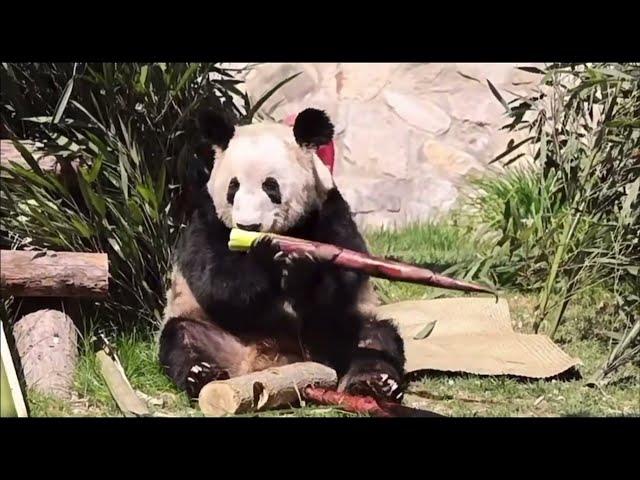 2024.04.27 Panda Yaya's one-year anniversary of returning home #panda #yaya #beijingzoo #life #vlogs