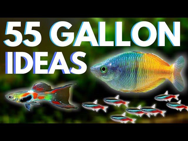 Top 5 Fish for a 55 Gallon Aquarium