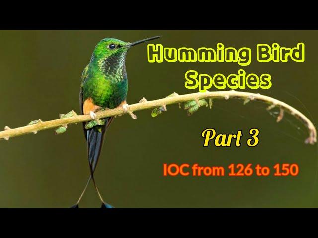 Humming Bird species | Part 3 | IOC from 126 to 150| 4K