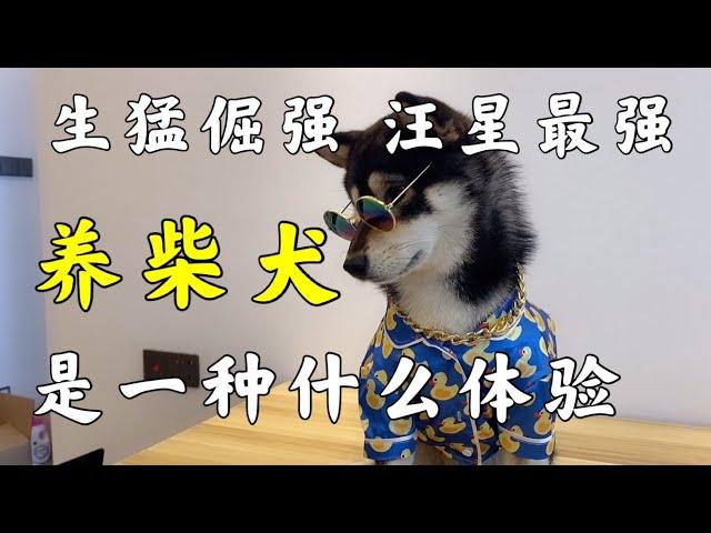 養狗推薦 ｜柴犬的生猛倔強，你都了解了嗎 【养汪事务所】