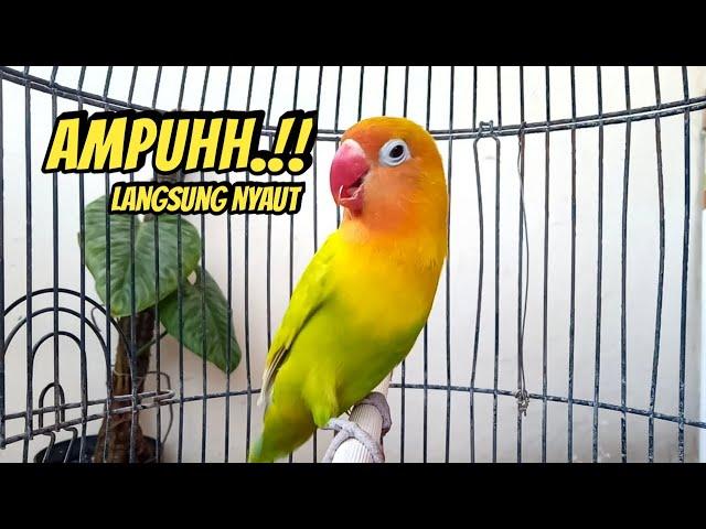 Lovebird Gacor Ngekek Panjang COCOK SEKALI Memancing Lovebird Cepat BUNYI, GAK LAMA DENGAR LANGSUNG