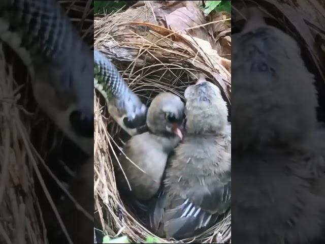 #"Snakes Attacks Baby Birds in Nest | Nature’s Raw Drama Caught on Camera!"#shorts #viralshorts