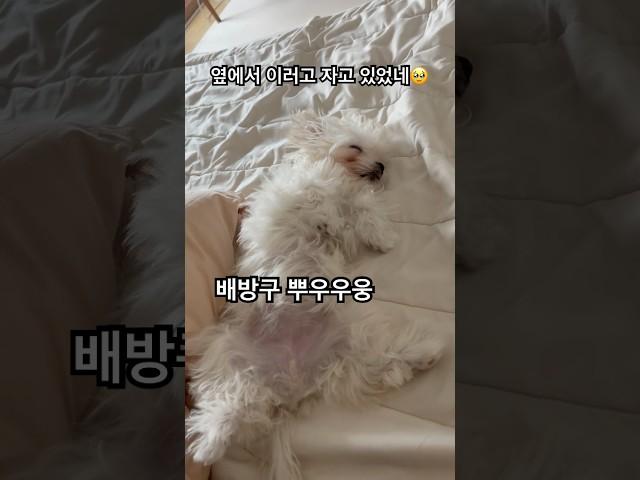 꼬순내 폭발한 아기 말티푸 #강아지 #말티푸 #멍미르 #shorts
