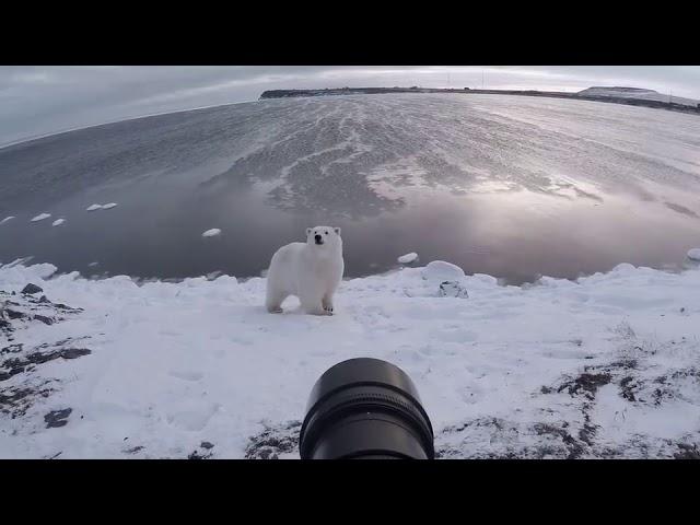 Fearless Photographer Stands Up to Polar Bear - 994513