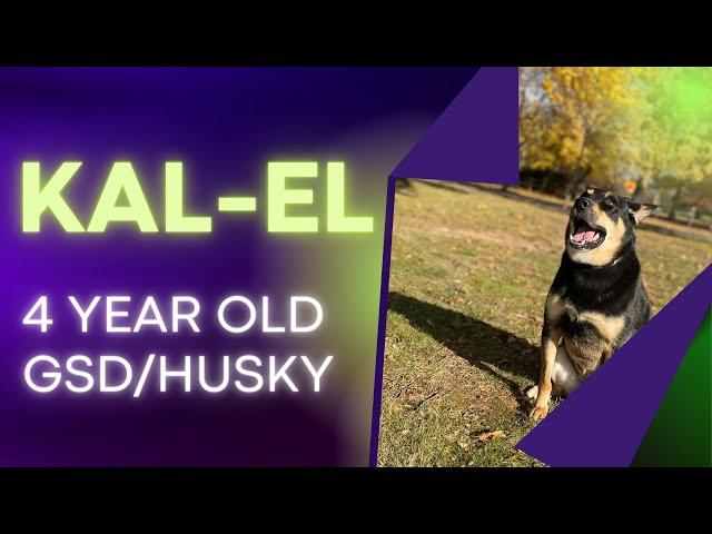 4 Year Old GSD/Husky (Kal-El) | Best Philadelphia Dog Trainers | Off Leash K9 Training Philadelphia