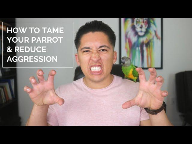 How To Tame Your Parrot and Reduce Aggression? | Senegal Parrot Taming