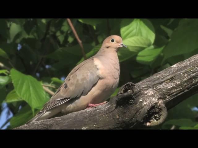 Mourning Dove Portrait