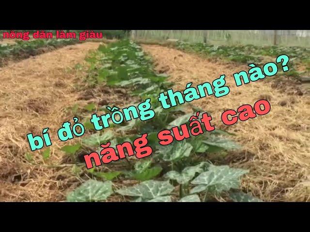 Kỹ thuật trồng bí đỏ,xác định vụ mùa cho năng suất cao