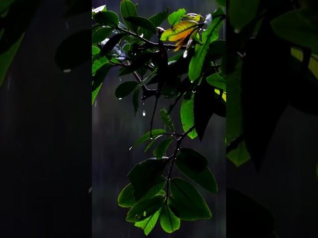 relaxing songs new 2025 #music