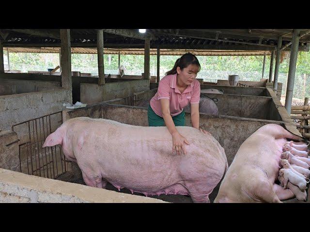 Insemination of sows.  In this way, the sow will give birth to many piglets. (Episode 161).