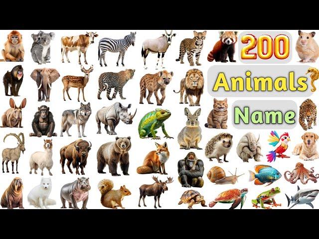 Animals Vocabulary ll 200 Animals Name In English With Pictures ll All Animals Name In English