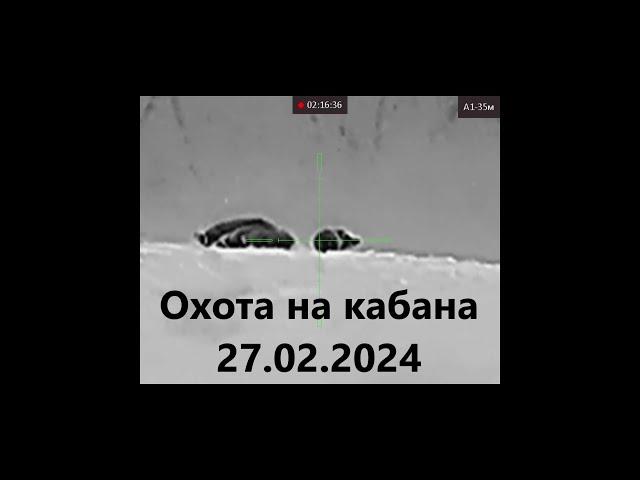 Охота на кабана 27.02.2024