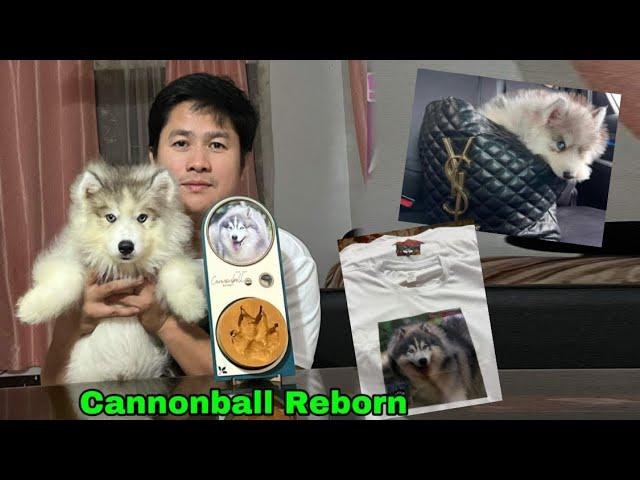 Cannonball Reborn / Meet our New Puppy #giveawaysraymundogfarm