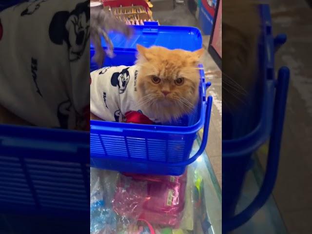 Persian cat wearing beautiful t-shirt | CATSBAE