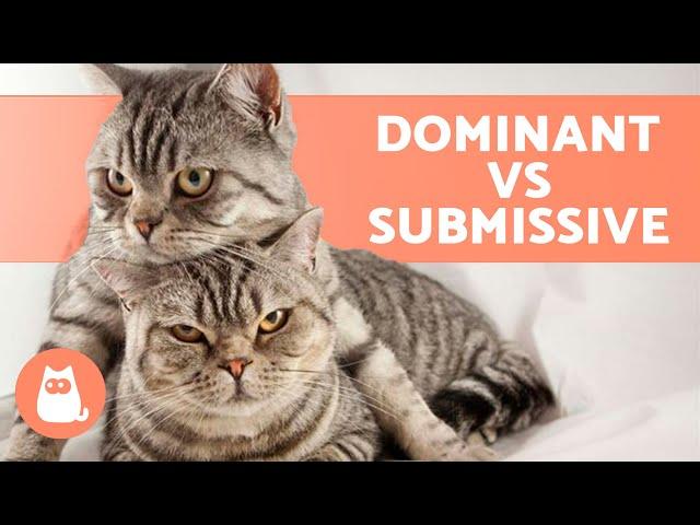 Is My CAT DOMINANT?  Behavior of DOMINANT CATS