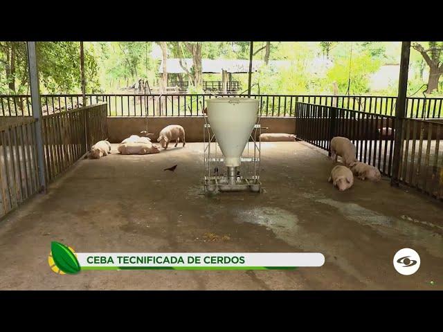 Ceba tecnificada de cerdos: La exitosa experiencia de un productor en La Guajira - La Finca de Hoy